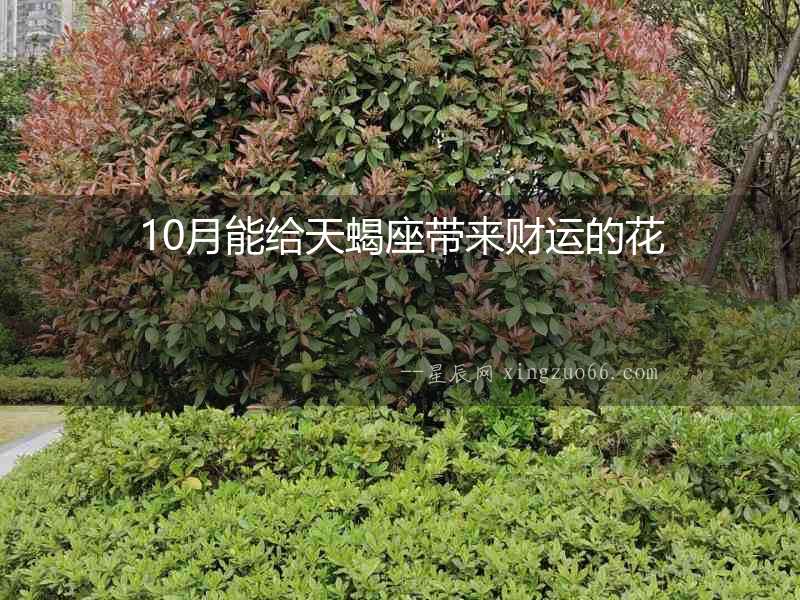 10月能給天蝎座帶來財運的花