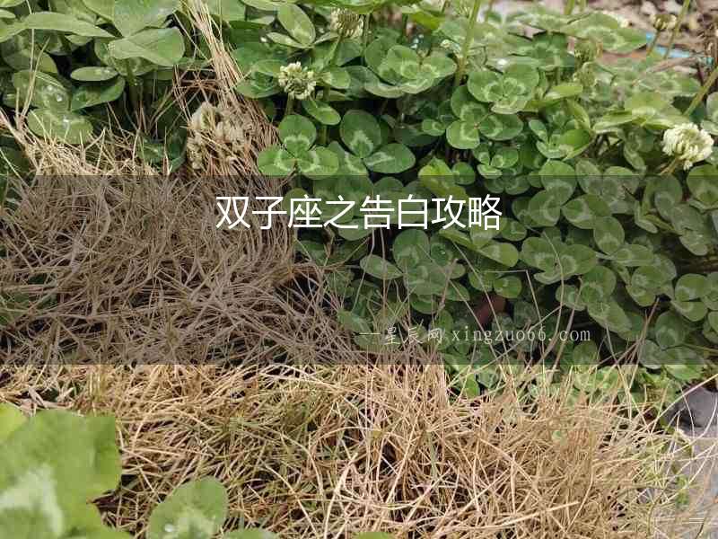 雙子座之告白攻略