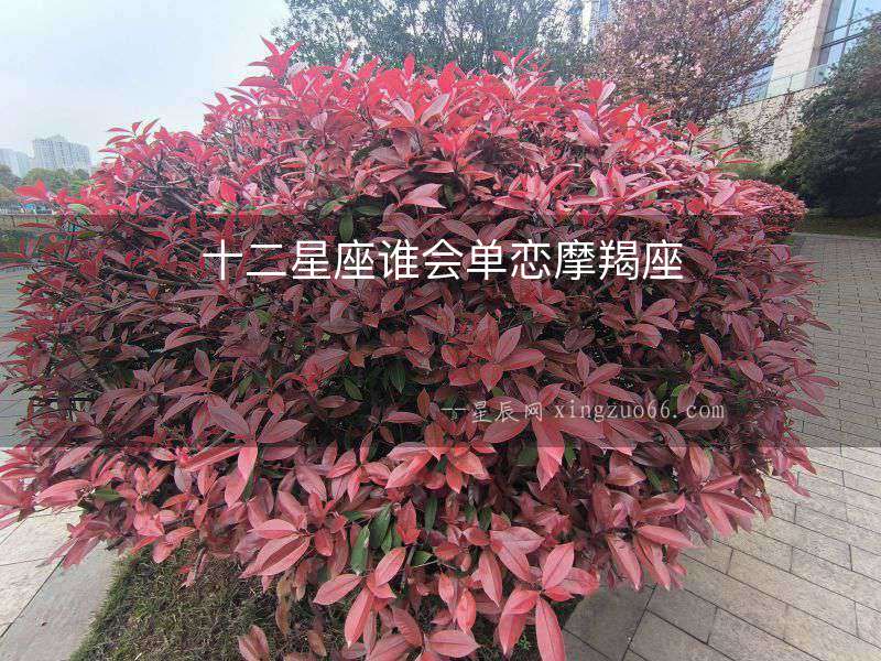 十二星座誰(shuí)會(huì)單戀摩羯座