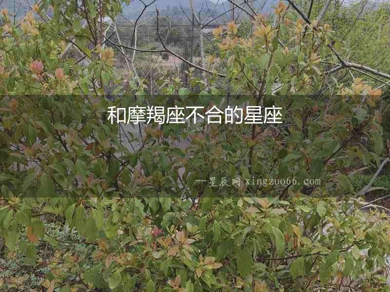 和摩羯座不合的星座