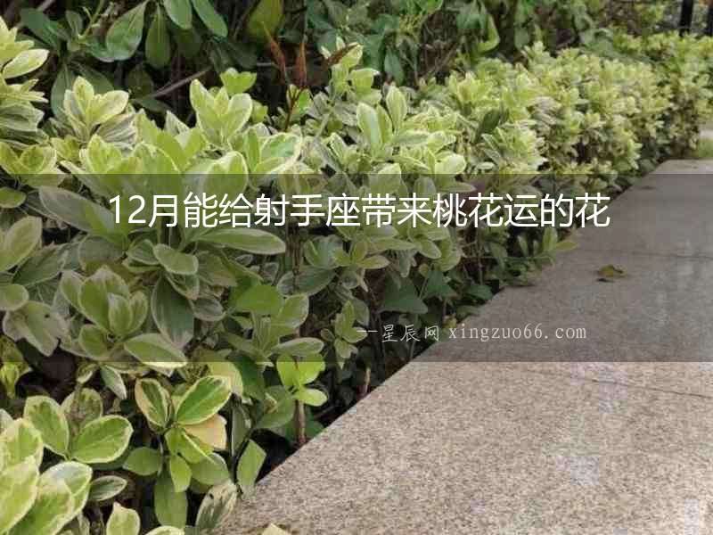 12月能給射手座帶來桃花運的花