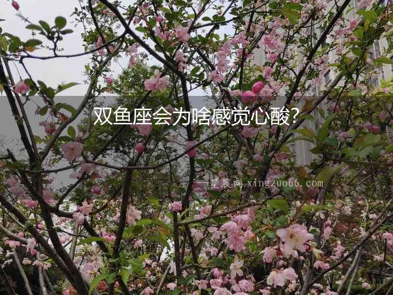 雙魚座會為啥感覺心酸？