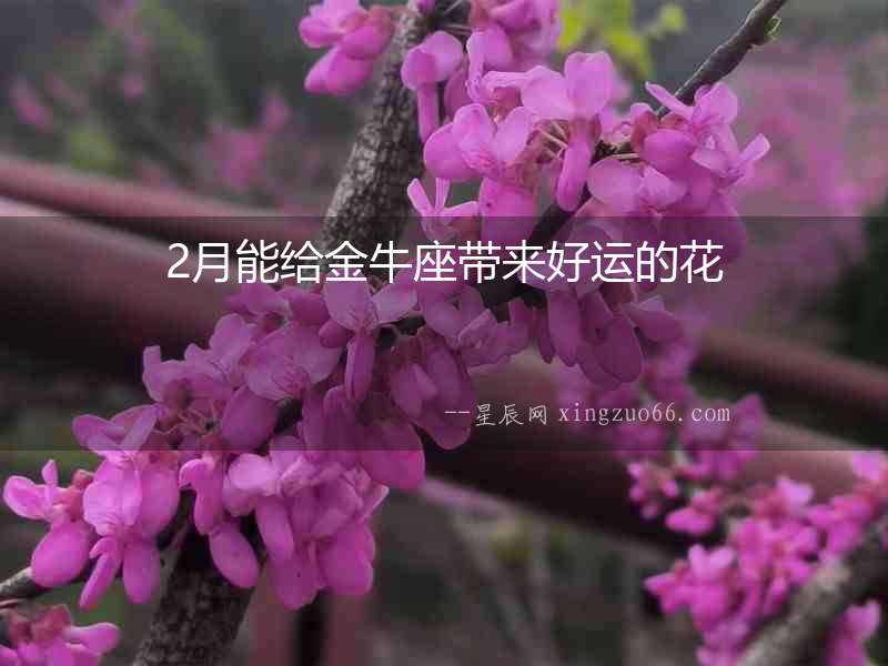 2月能給金牛座帶來好運(yùn)的花