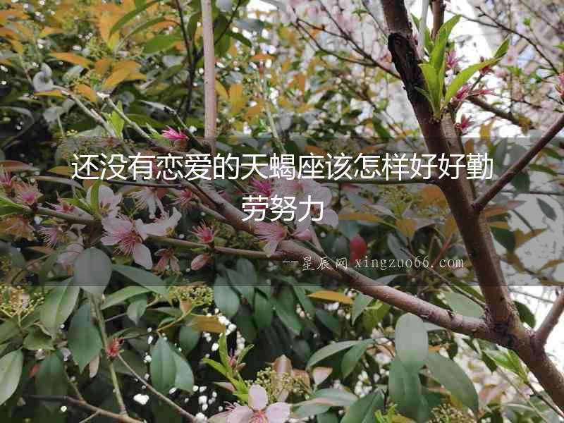還沒有戀愛的天蝎座該怎樣好好勤勞努力