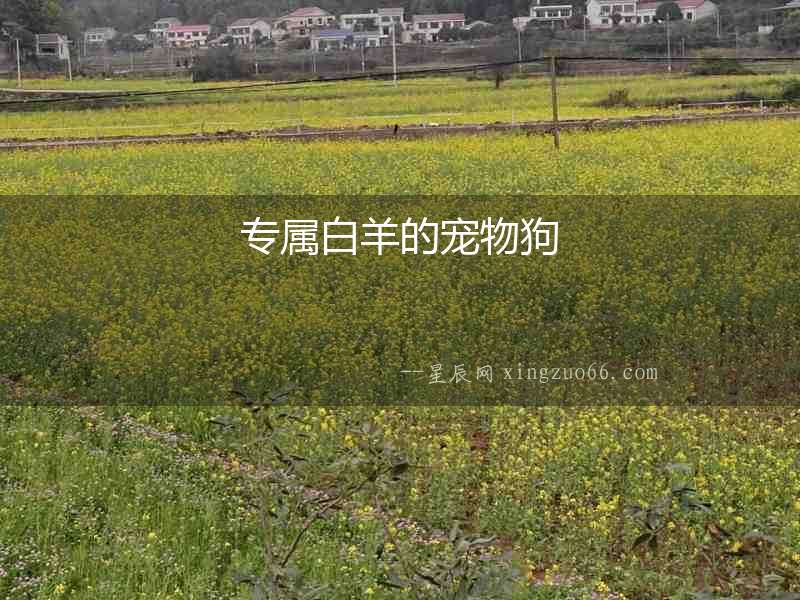 專屬白羊的寵物狗