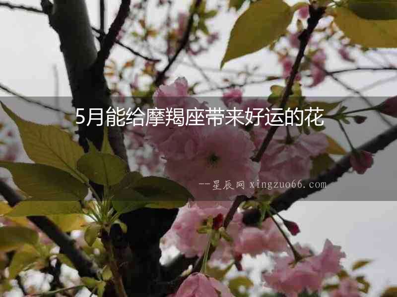 5月能給摩羯座帶來好運的花