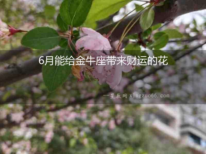 6月能給金牛座帶來財運的花