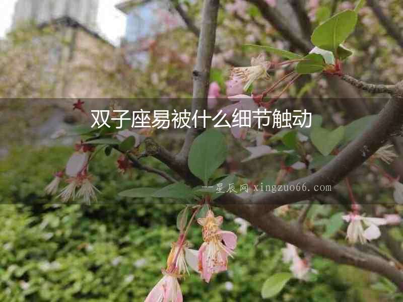 雙子座易被什么細(xì)節(jié)觸動(dòng)