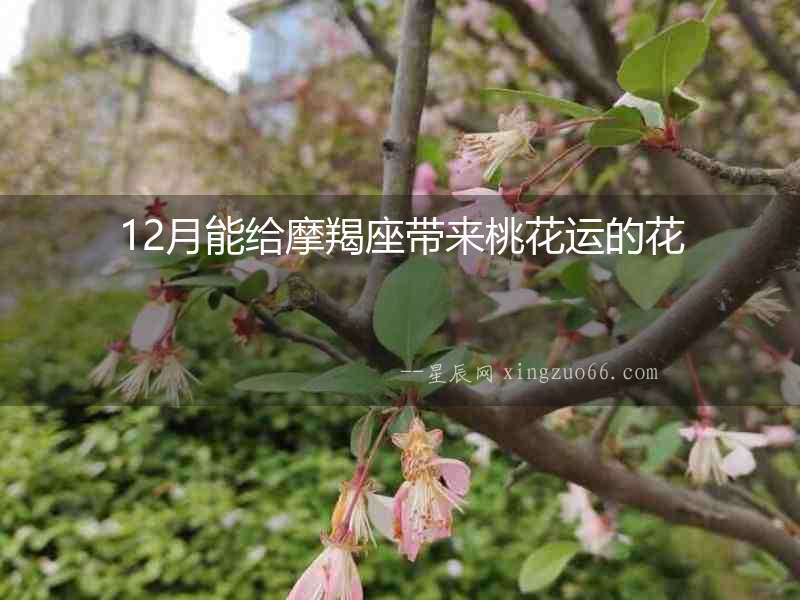 12月能給摩羯座帶來桃花運的花
