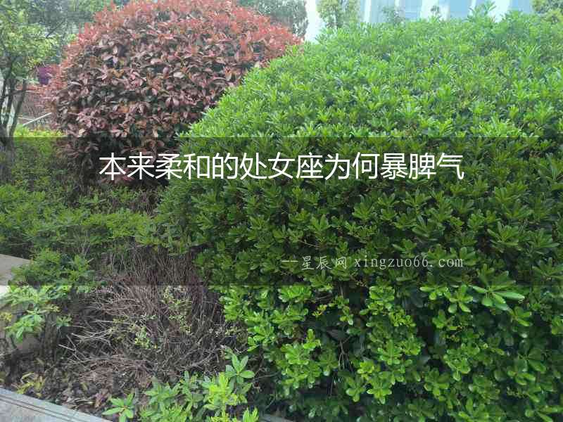 本來柔和的處女座為何暴脾氣