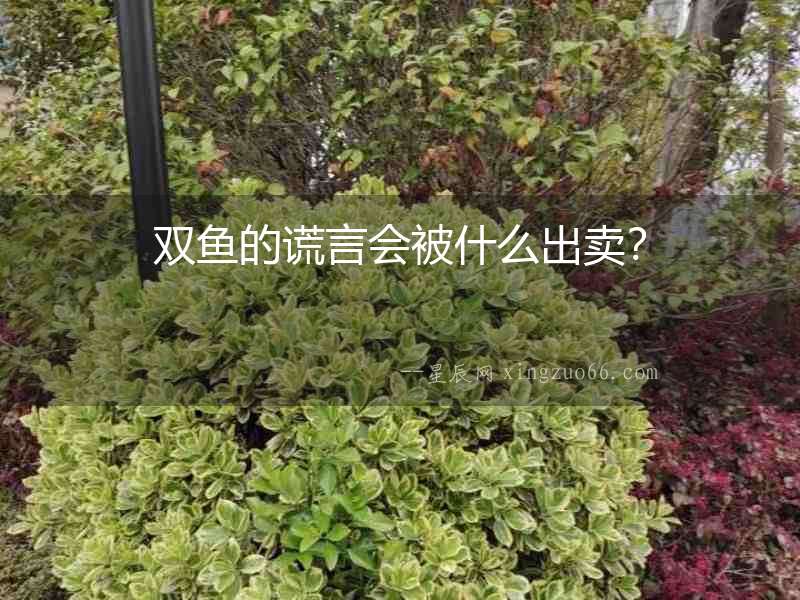 雙魚的謊言會被什么出賣？