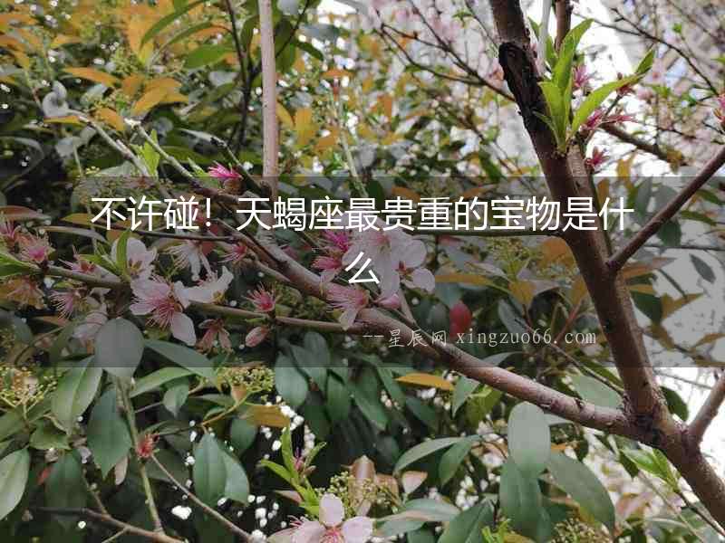 不許碰！天蝎座最貴重的寶物是什么