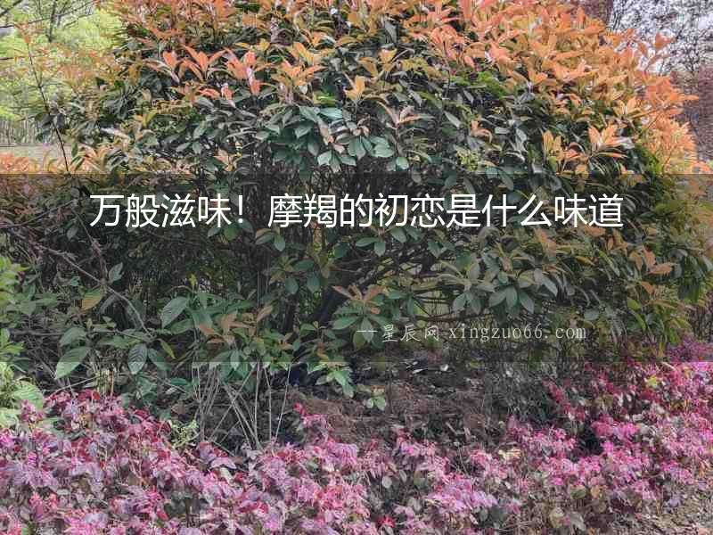 萬(wàn)般滋味！摩羯的初戀是什么味道