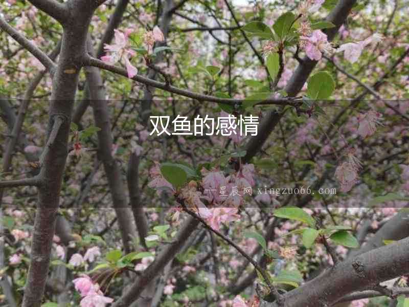 雙魚的感情
