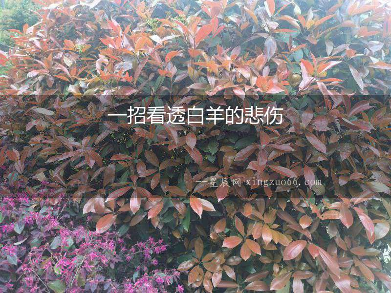 一招看透白羊的悲傷