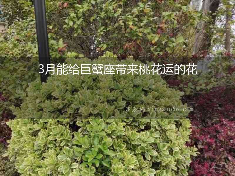 3月能給巨蟹座帶來桃花運的花