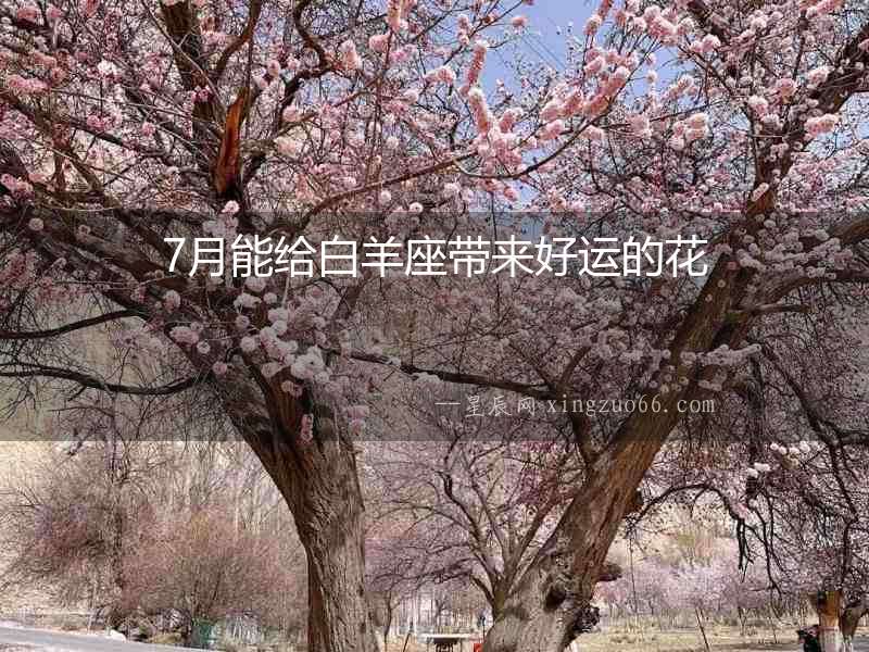 7月能給白羊座帶來好運的花
