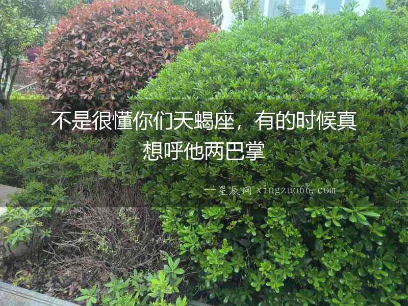 不是很懂你們天蝎座，有的時候真想呼他兩巴掌