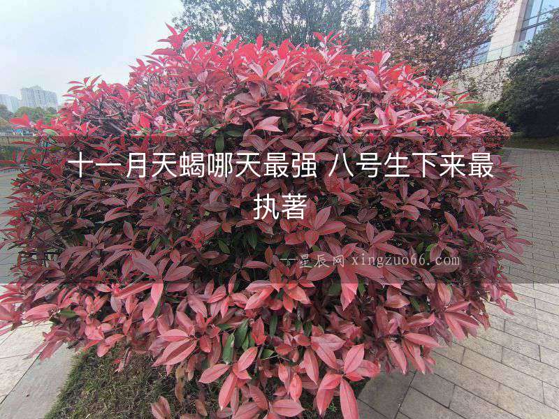 十一月天蝎哪天最強 八號生下來最執(zhí)著