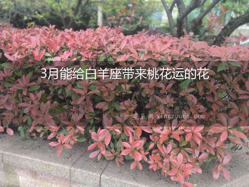 3月能給白羊座帶來桃花運的花