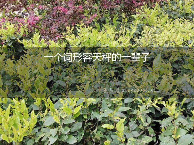 一個(gè)詞形容天秤的一輩子