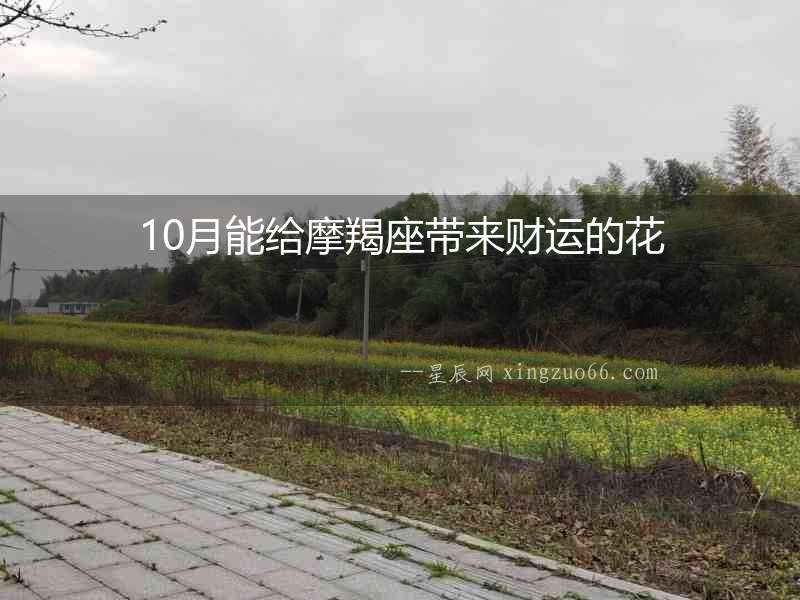 10月能給摩羯座帶來財運的花