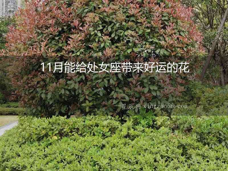11月能給處女座帶來好運的花
