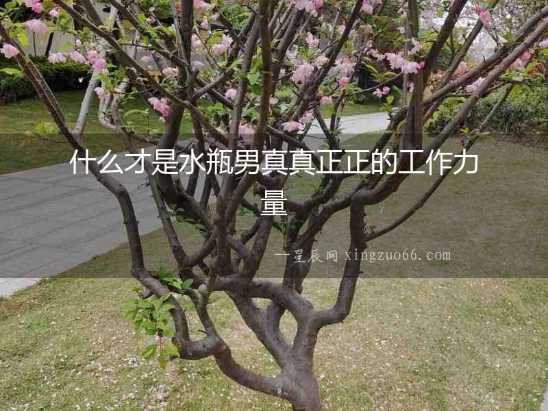 什么才是水瓶男真真正正的工作力量