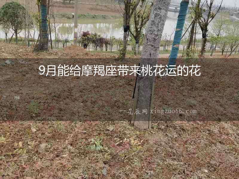 9月能給摩羯座帶來(lái)桃花運(yùn)的花