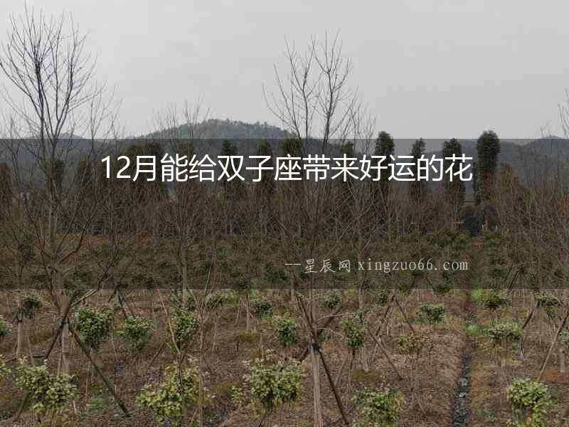 12月能給雙子座帶來好運的花