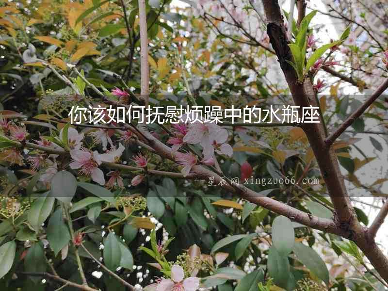 你該如何撫慰煩躁中的水瓶座