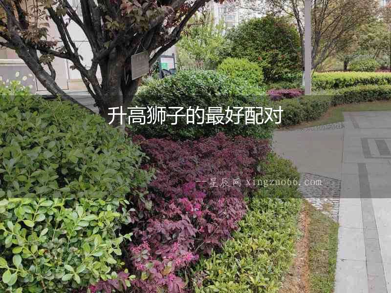 升高獅子的最好配對