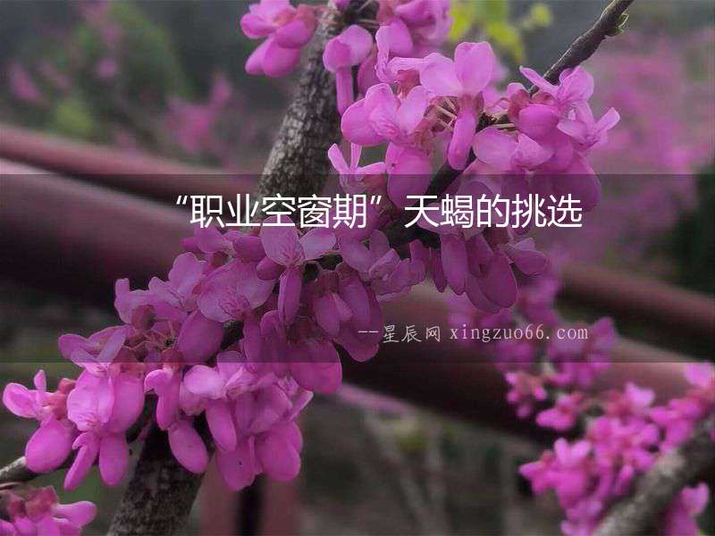 “職業空窗期”天蝎的挑選