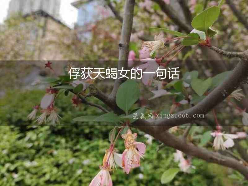 俘獲天蝎女的一句話
