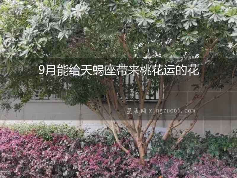 9月能給天蝎座帶來桃花運的花