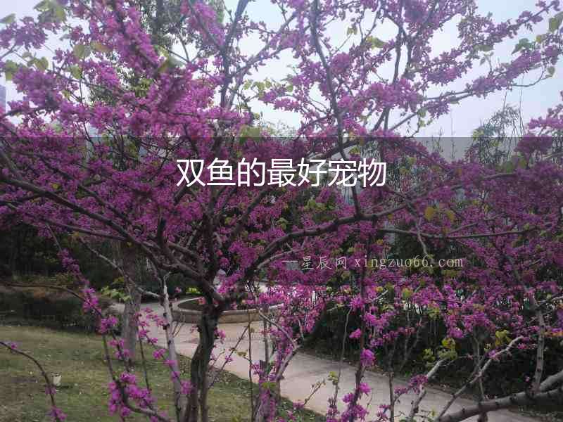 雙魚的最好寵物