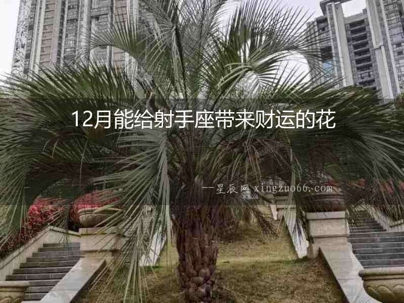 12月能給射手座帶來(lái)財(cái)運(yùn)的花