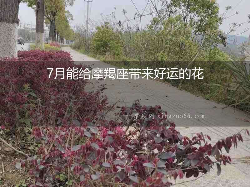 7月能給摩羯座帶來好運的花
