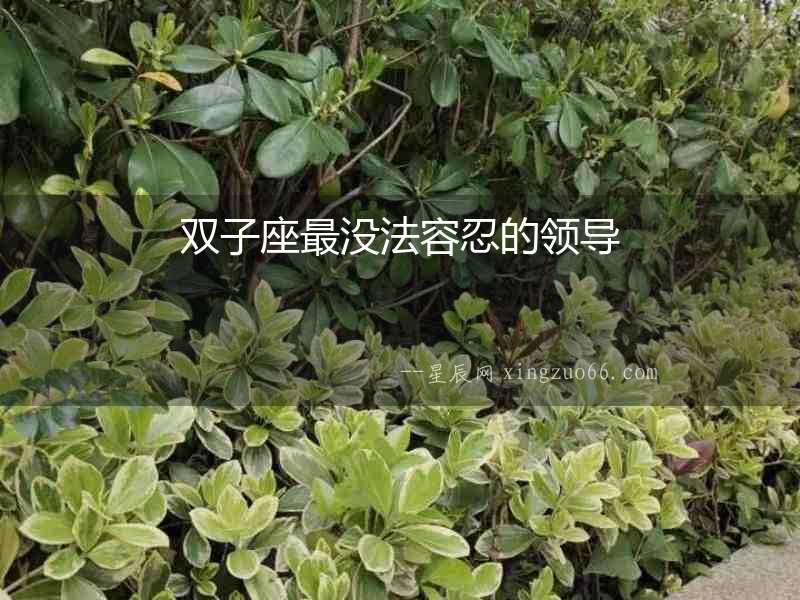 雙子座最沒法容忍的領導
