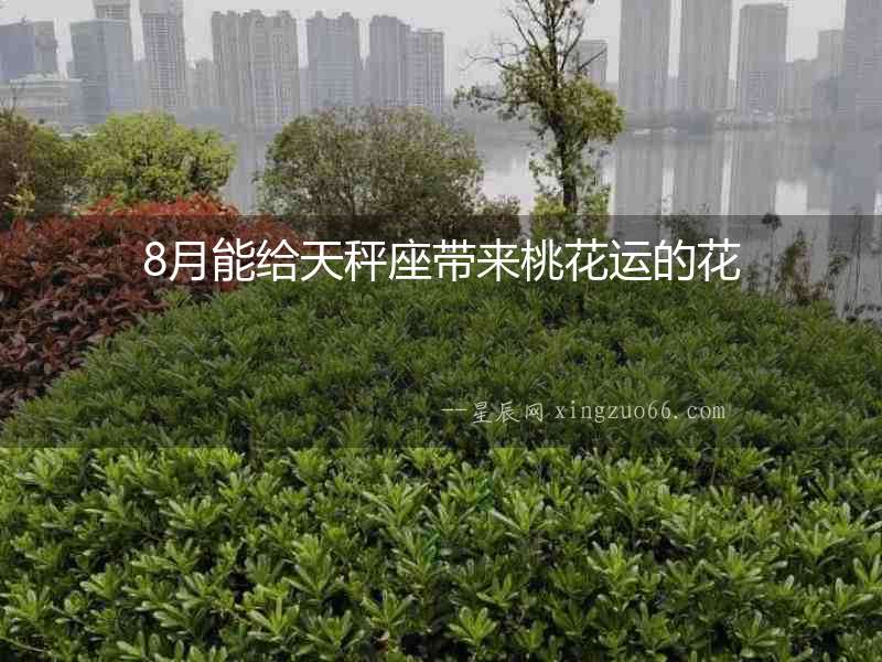 8月能給天秤座帶來桃花運的花