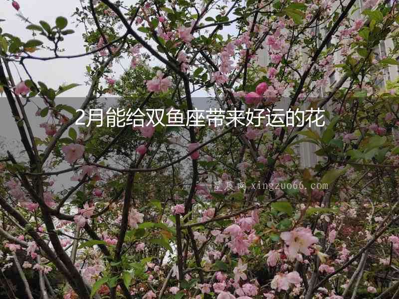 2月能給雙魚座帶來(lái)好運(yùn)的花
