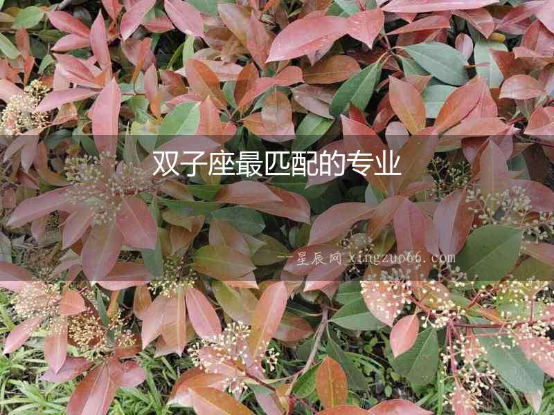 雙子座最匹配的專業(yè)