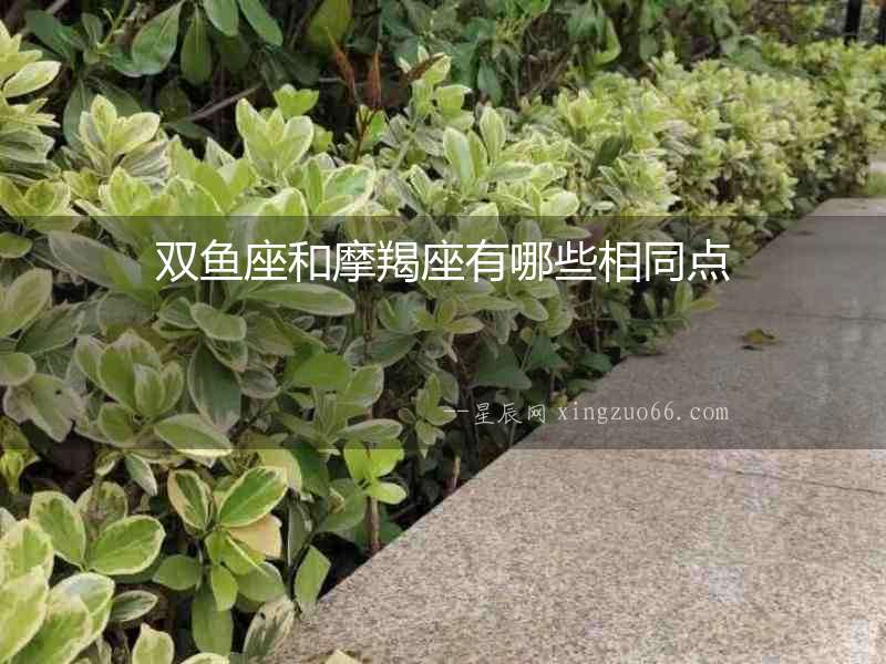 雙魚座和摩羯座有哪些相同點