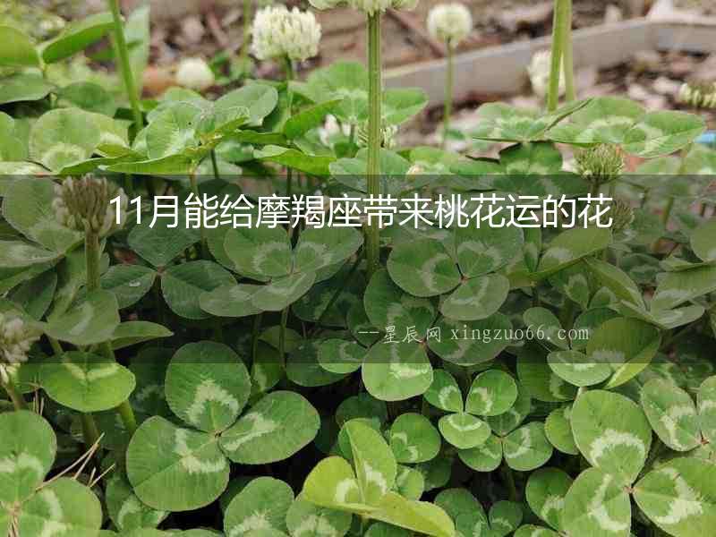 11月能給摩羯座帶來桃花運的花