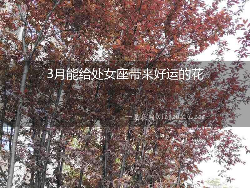 3月能給處女座帶來(lái)好運(yùn)的花