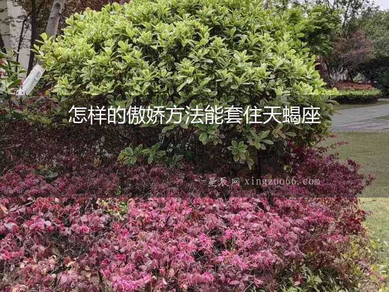 怎樣的傲嬌方法能套住天蝎座
