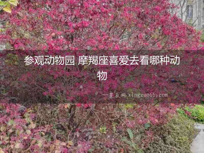 參觀動物園 摩羯座喜愛去看哪種動物