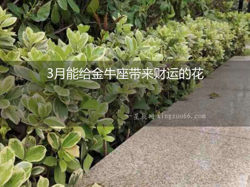 3月能給金牛座帶來財運的花