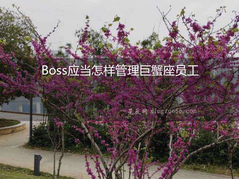 Boss應當怎樣管理巨蟹座員工