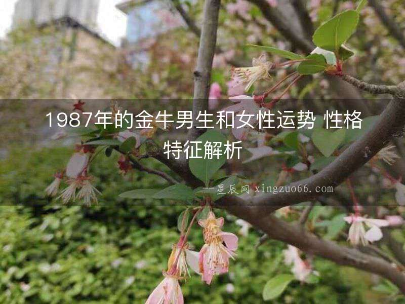 1987年的金牛男生和女性運勢 性格特征解析